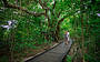 Discover with a self-guided rainforest walk